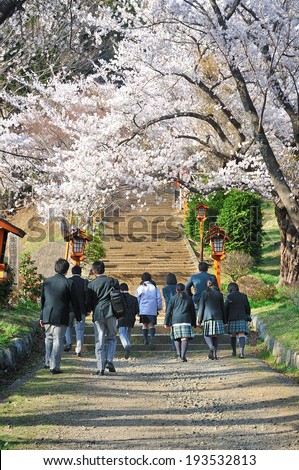 SHIMOYOSHIDA,JAPAN - April 15,2014: Japanese high school students in their uniform walking to Pagoda among cheery blossom did an activity of learning outside the classroom.