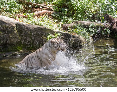 Animal: White Tiger splashing the water
