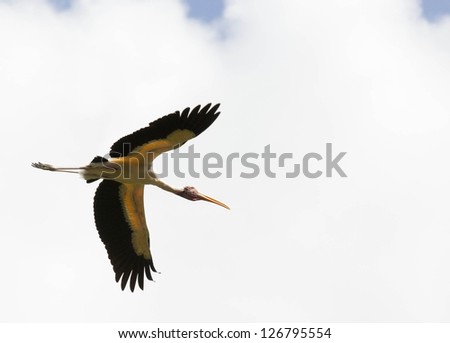 Animal: Bird flying on the sky