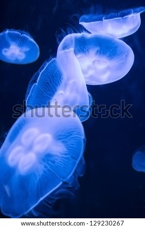Under the Sea: Moon Sea Jellyfishes