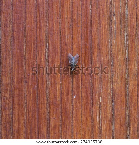 beautiful brown wooden texture or background with fly possible to use for table or other furniture
