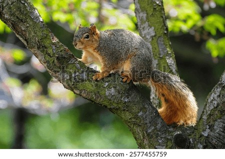 Similar – Foto Bild Eichhörnchen im Sonnenschein