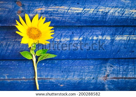 Yellow sunflowers on a painted fence