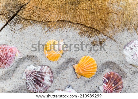 Colorfull Sea shells on the sand and board