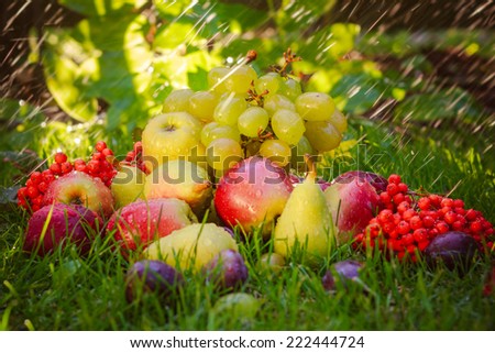 Sad autumn fruits in the grass in the sunshine