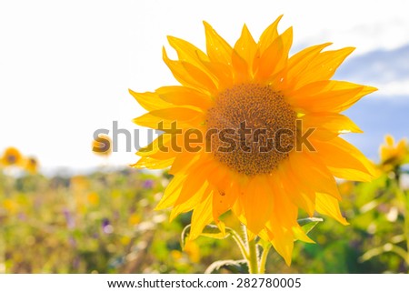 Field of sunflowers in summer: closeup of beautiful yellow flower in the sun