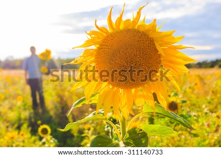 A man with a bouquet of sunflowers in a field in summer day