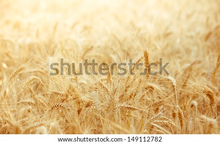 Wheat field with focus in foreground in summer season