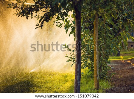Water sprayed apple trees and natural back lighting in summer afternoon