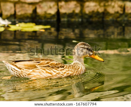 Close-up of brown duck floating on calm water