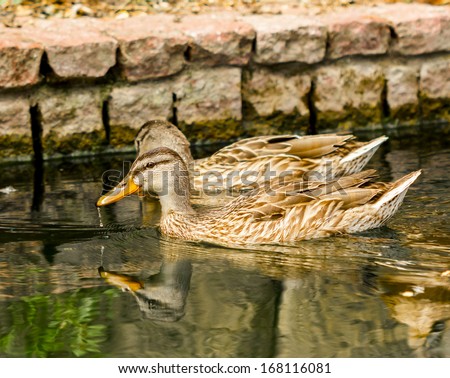 Close-up of brown ducks floating on calm water