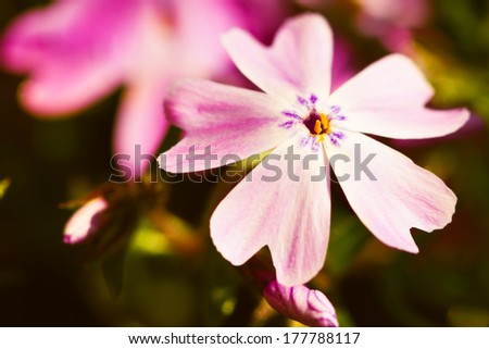 Macro shot of small little pink flowers called Phlox or Moss Pink.