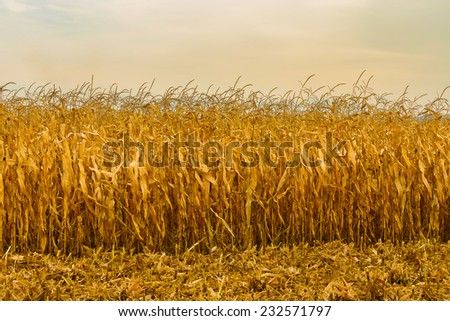 Horizontal photo of corn field in autumn season