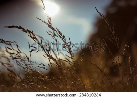 Blades of grass at sunset in summer season against blue sky