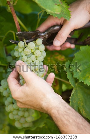 Man Harvesting Grapes
