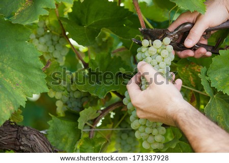Grapes Harvesting and Picking Up
