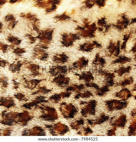 leopard fur close up