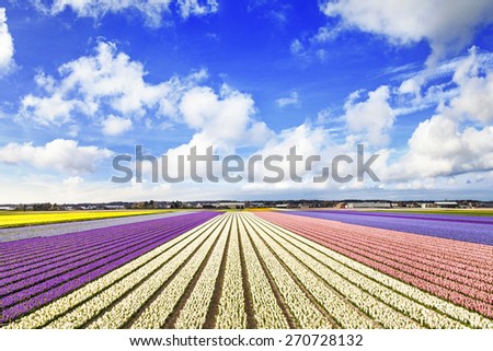 blooming fields of flowers in Holland