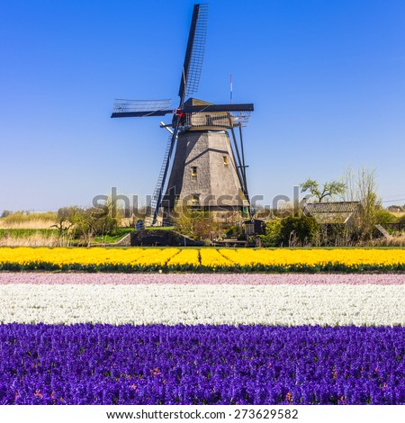 traditional Holland - windmills and blooming floral fields