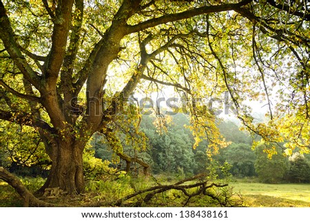 Large old oak tree with spreading branches overlooks a sunny meadow in the background