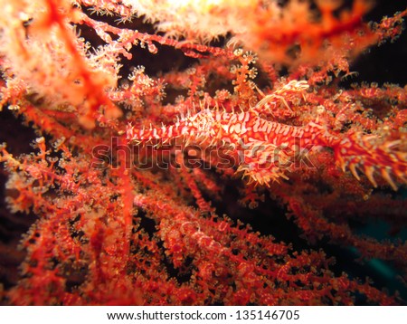 ghost pipefish   Save to a lightbox?   find similar images  share? Pink cupcake ,wedding cake