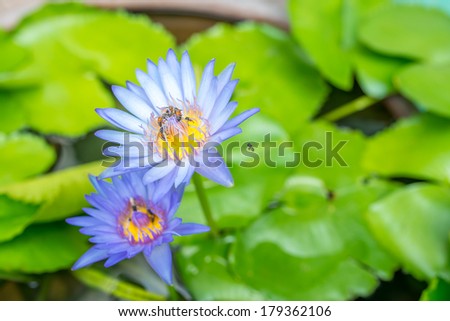 two purple blooming lotus flower on the water