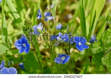 Similar – Image, Stock Photo small blue speedwell flowers