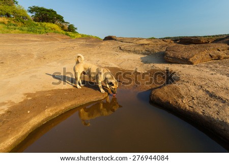 Brown dog eat water