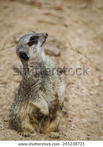 meerkats mongoose observing at the zoo