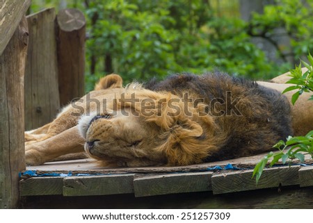 UK, England, London - 5 May 2013: Lovely lion at the zoo