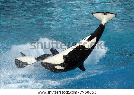 Two killer whales flipping in the water