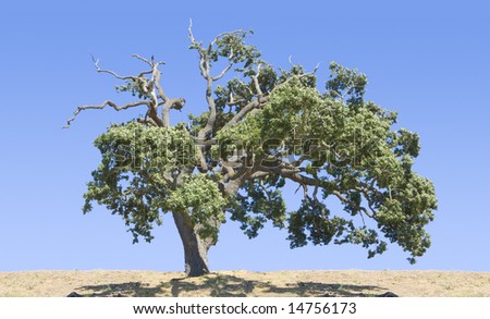 Oak tree against a bright blue summer sky