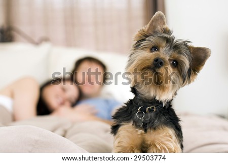 Happy couple laying in bed with their dog - focus on dog