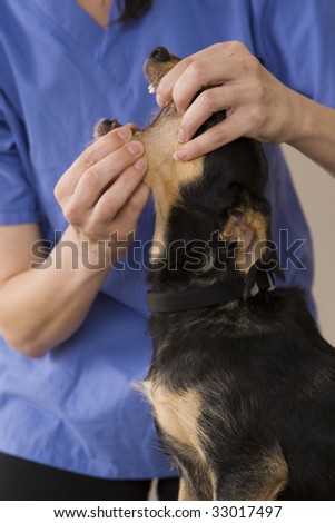 A cute dog getting a check at the vet\'s office