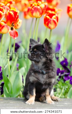 Little Chihuahua enjoy spring