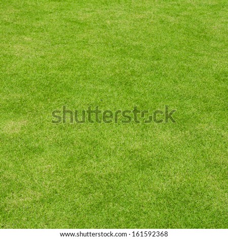 Background beautiful lawn ( Real grass ) in a square frame