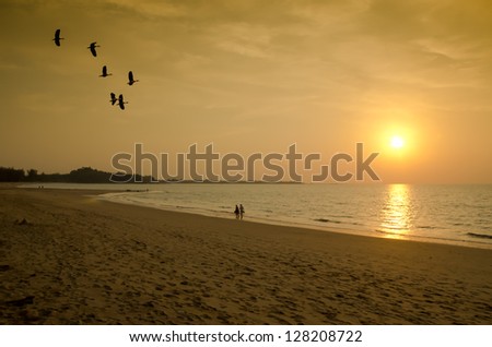 Birds flying in the sky when the sun falls Thailand