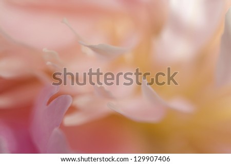 Peony flower macro abstract shot
