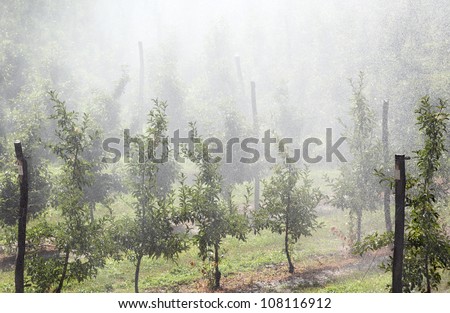 Water drops over apple orchard in hot summer day