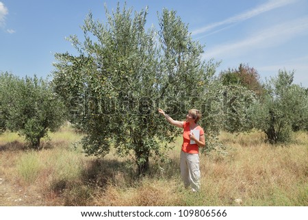 Female agricultural expert inspecting quality of olive tree in olives orchard