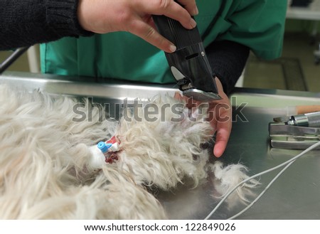 Haircut of dog leg  before veterinarian surgery