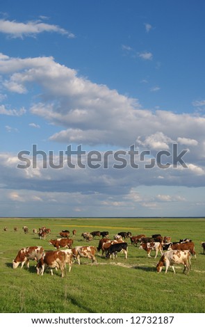 Cow herd in green field with blue sky and white clouds