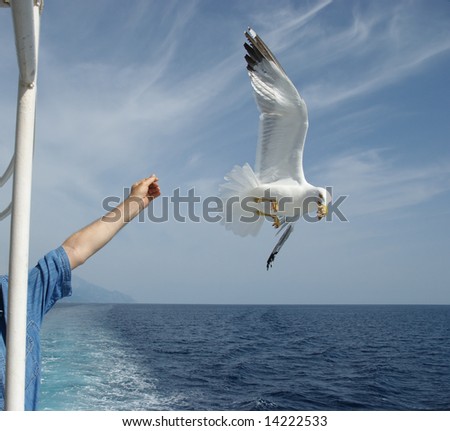 Flying seagull taking food from human hand