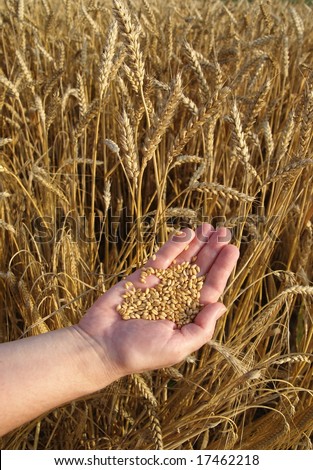 Human hand with hep of wheat in field