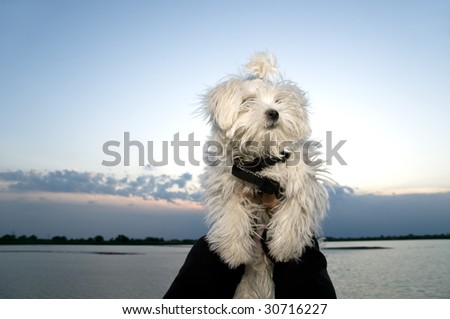 Small white hairy Maltese dog with sunset in background