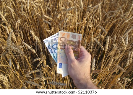 Human hand with euros in wheat field