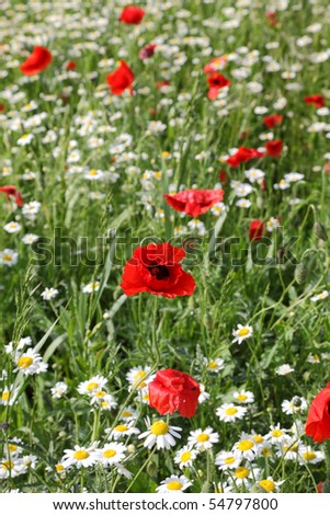 Meadow with red and white flowers and green grass