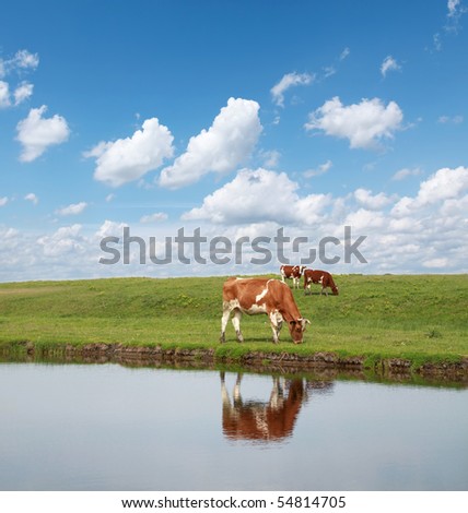 Cows in green field with blue sky and white clouds