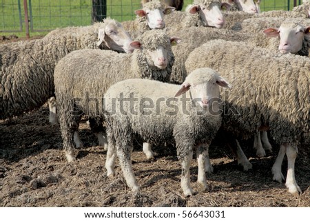 Herd of sheep with young and old animals