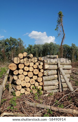 Wood exploitation, heap of logs in forest